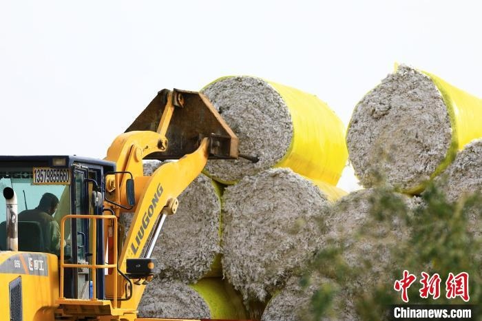 叉車將采棉機吐出的“金蛋蛋”裝車?！「唠p強 攝