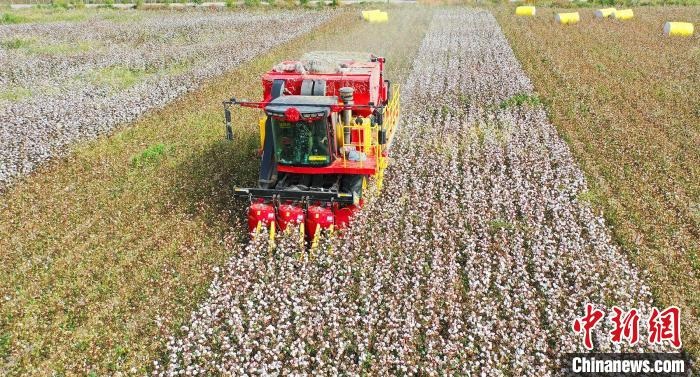 采棉機正在采收棉花，猶如在五線譜上跳動的音符，正在演奏豐收的樂章?！∷谓?攝