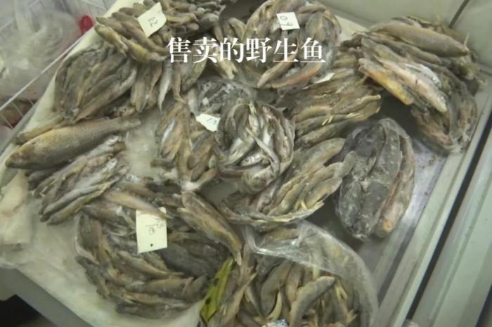 2021年12月6日，督察組現(xiàn)場(chǎng)隨機(jī)抽查發(fā)現(xiàn)，保護(hù)區(qū)附近餐館仍然存在非法經(jīng)營(yíng)野生河魚的問題