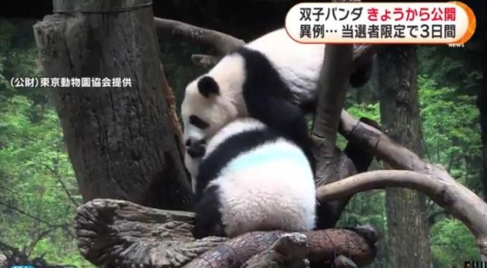 12日，日本東京上野動物園的旅日雙胞胎熊貓開始同游客見面。(圖片來源：日本富士電視臺視頻截圖)