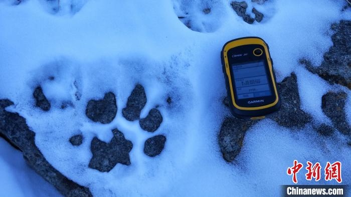 圖為疑似放歸雪豹的足跡(資料圖)?！?nèi)蒙古賀蘭山國(guó)家級(jí)自然保護(hù)區(qū)供圖