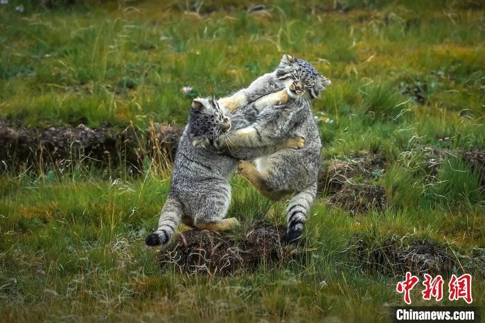 圖為作品《難分伯仲》?！〗股?攝