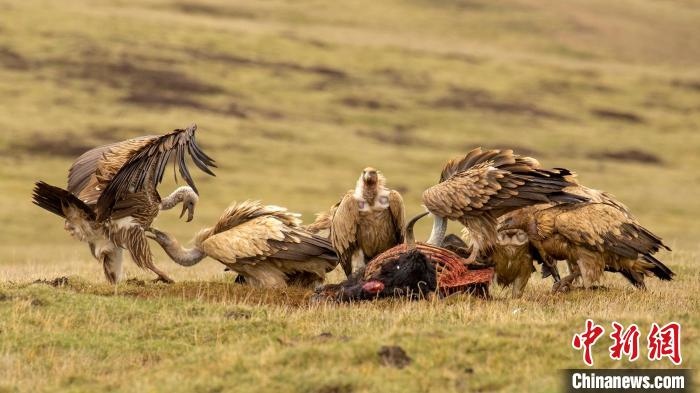 圖為作品《聚會》?！℃夭疾夭爬?攝