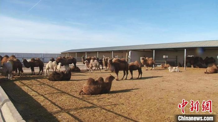 圖為額濟納旗駝奶產(chǎn)業(yè)基地?！⊥蹰L梅 攝