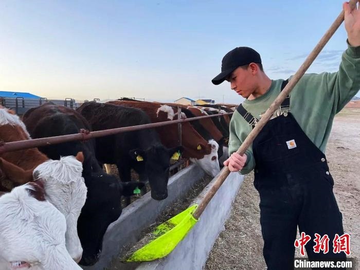 圖為敖木希勒在喂牛?！“侥鞠＠展﹫D