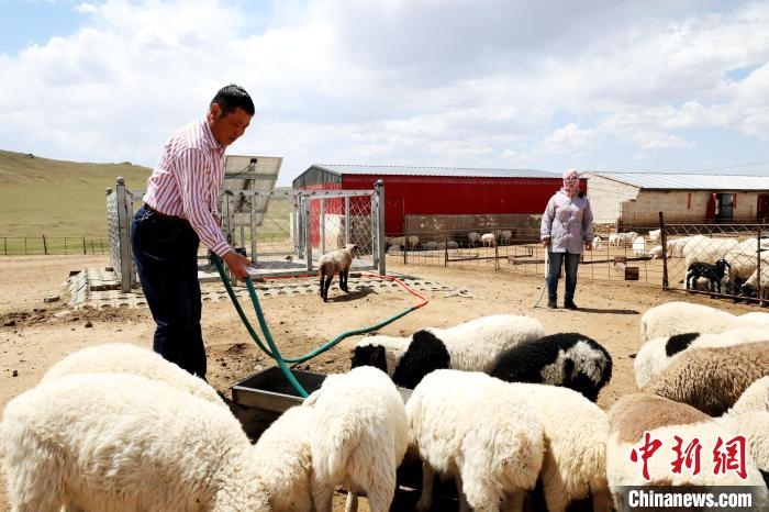 圖為圖門達來在喂羊?！埵鹧?攝