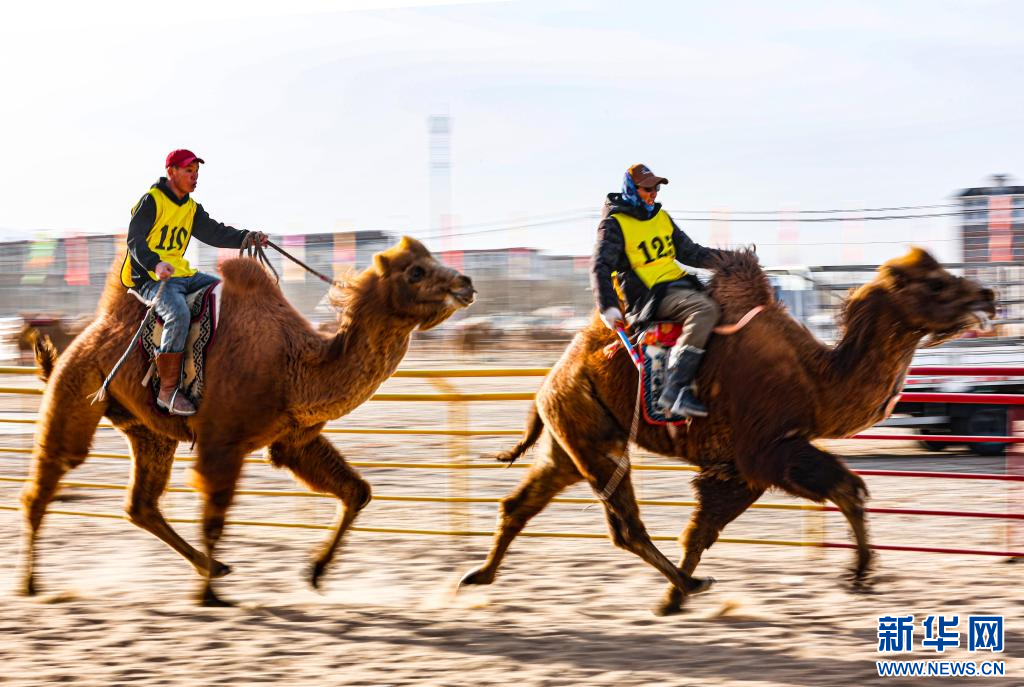 3月7日，賽駝手在6000米成年駱駝場地速度賽比賽中.jpg