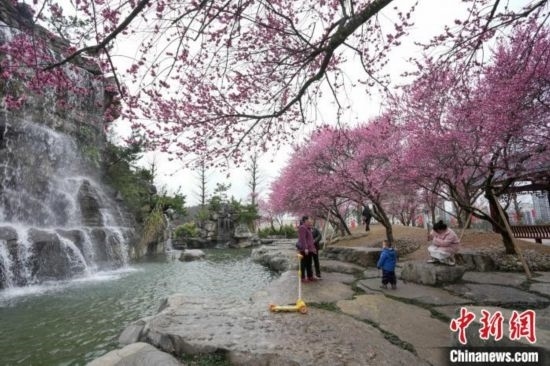 2月23日，市民在乾藝梅園景區(qū)觀賞綻放的梅花。陳興輝 攝