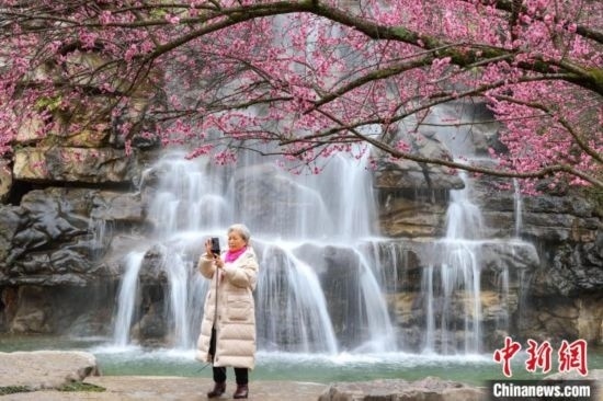 2月23日，市民在乾藝梅園景區(qū)拍攝綻放的梅花。瞿宏倫 攝