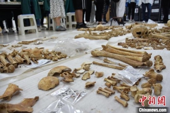 圖為已清理完畢的骨骼標(biāo)本。王宇 攝