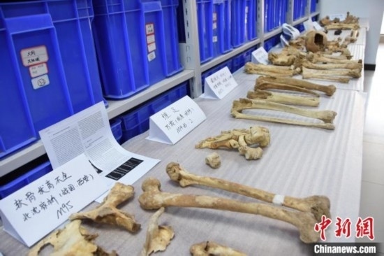 圖為已清理完畢的骨骼標(biāo)本。王宇 攝