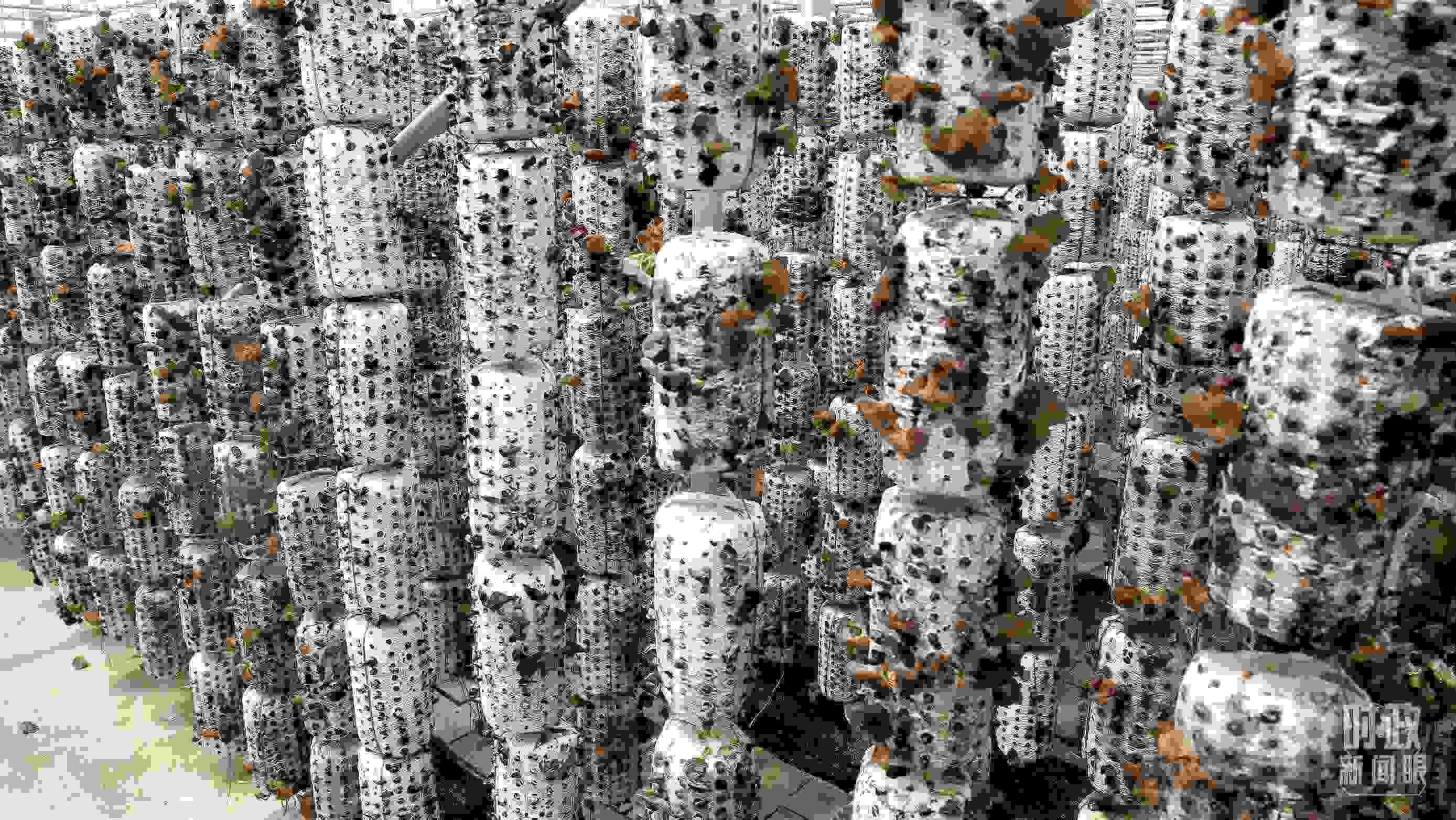 △金米村的小木耳、大產(chǎn)業(yè)。（圖／視覺中國）