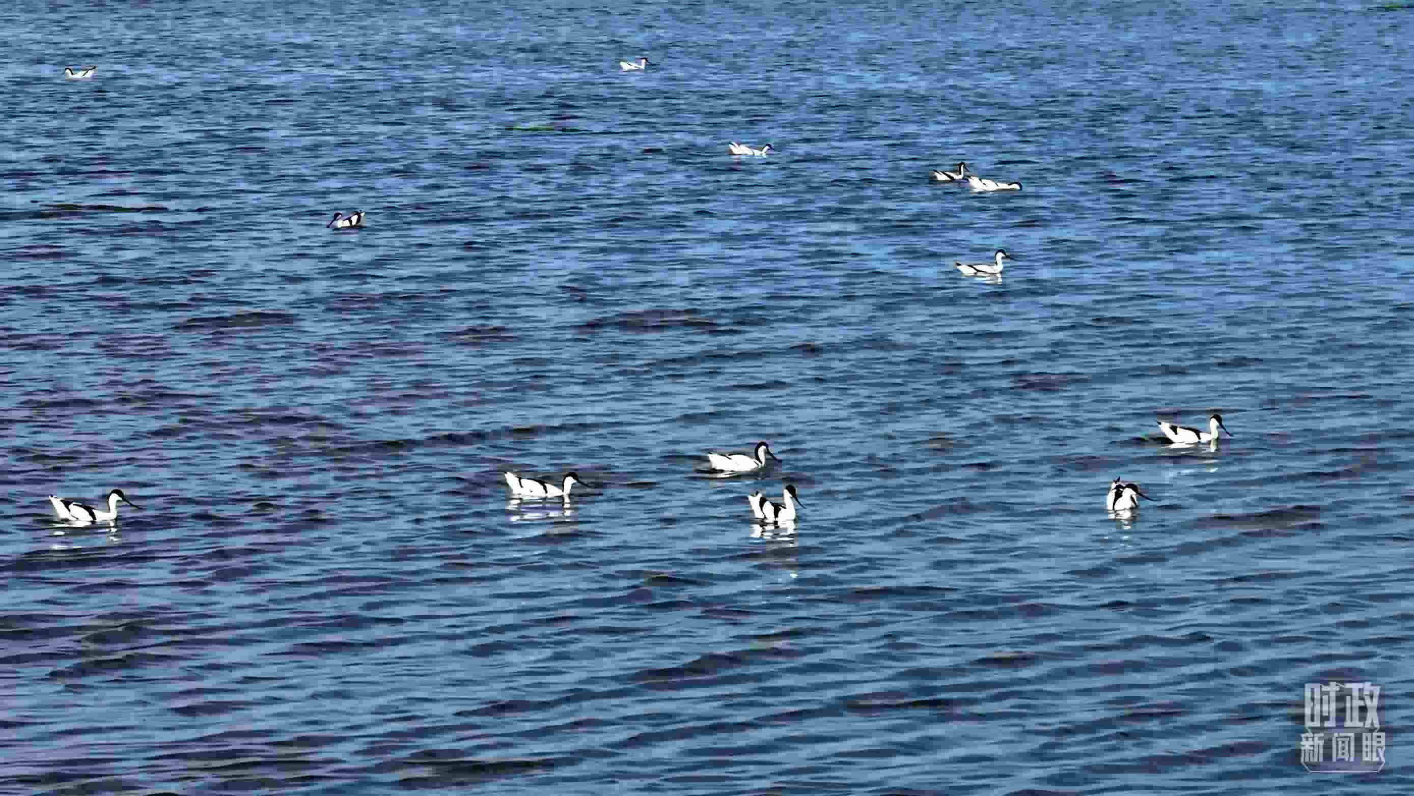 △鹽湖棲息的鳥類。（總臺(tái)記者裴大偉、康曉宇拍攝）