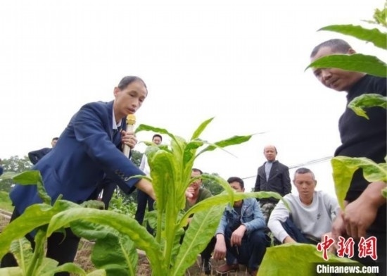 “鄉(xiāng)村學(xué)堂”田間現(xiàn)場(chǎng)教學(xué)。(資料圖) 唐濤華 攝