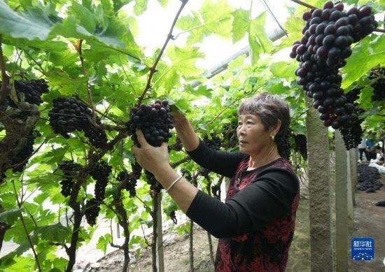 5月26日，唐山市海港經(jīng)濟(jì)開(kāi)發(fā)區(qū)王灘鎮(zhèn)趙灘村農(nóng)民在大棚內(nèi)采摘葡萄。