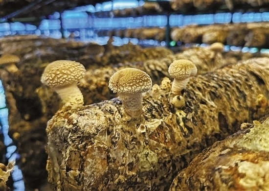 龍游數(shù)智大棚種植的花菇。 記者 祝梅 攝