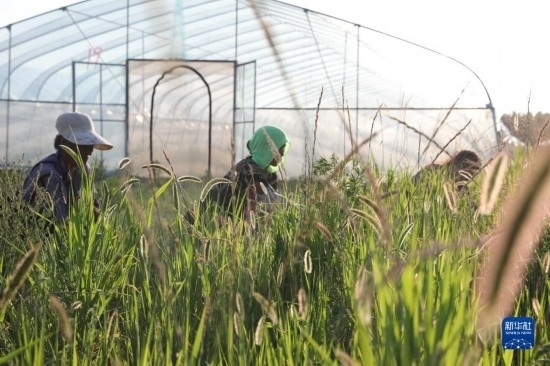 6月21日，山東省樂陵市西段鄉(xiāng)岔河村東亞飛蝗養(yǎng)殖基地的螞蚱養(yǎng)殖戶在割草。新華社記者 范長國 攝