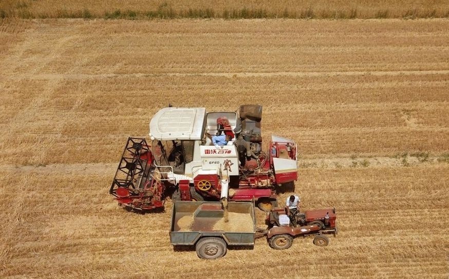 2023年6月14日，在山東省臨邑縣林子鎮(zhèn)，聯(lián)合收割機在收獲小麥。