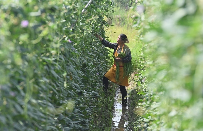 2023年6月15日，在廣西柳州市鹿寨縣中渡鎮(zhèn)石墨村，村民在高標準農(nóng)田里采收豆角。