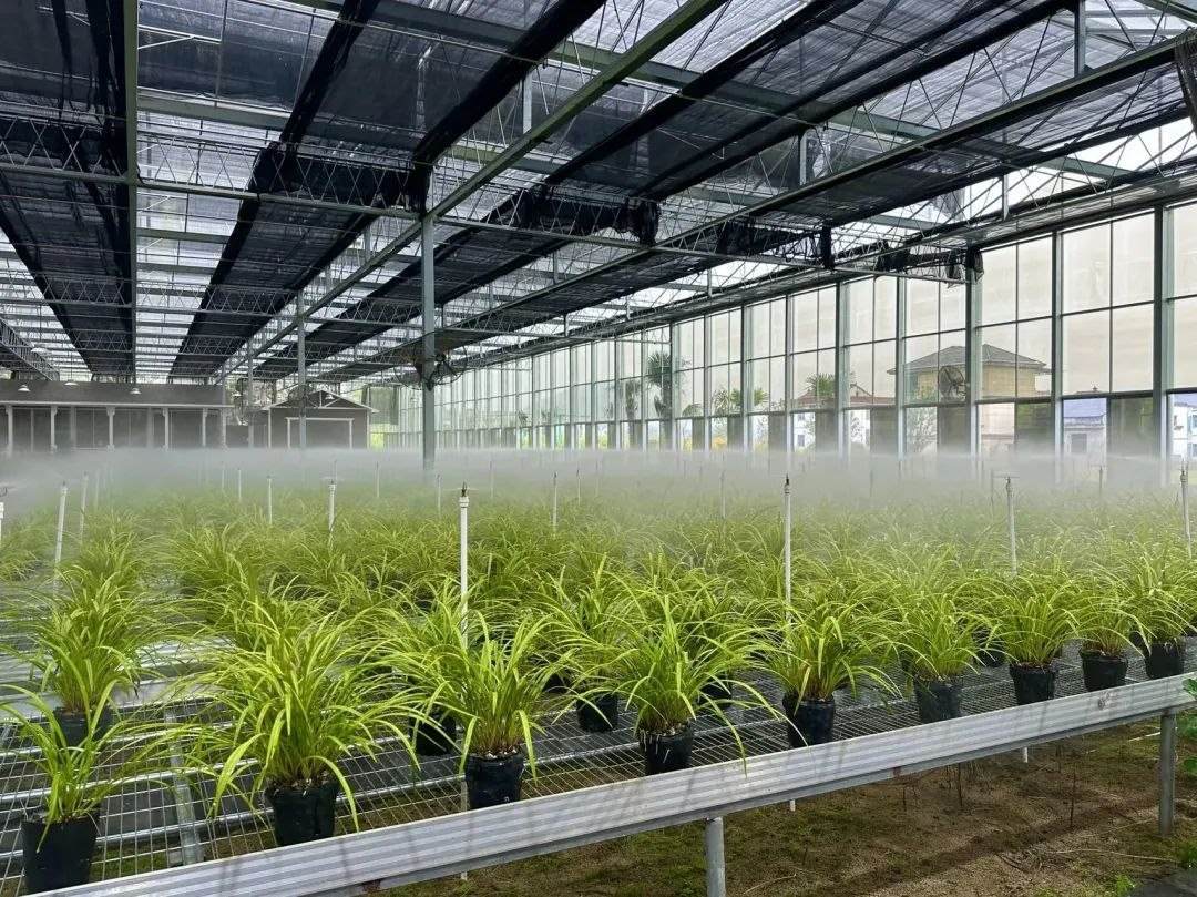 浙江省紹興市柯橋區(qū)漓渚鎮(zhèn)棠棣村的蘭花種植基地。靜玄 攝