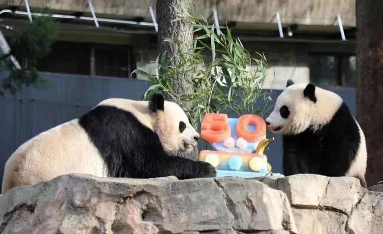 2022年，美國國家動物園舉辦活動慶祝大熊貓抵美50周年，園方為大熊貓“美香”“添添”和“小奇跡”一家三口準備了有“50”字樣的冰凍水果蛋糕。（圖片來源：雅安市廣播電視臺）