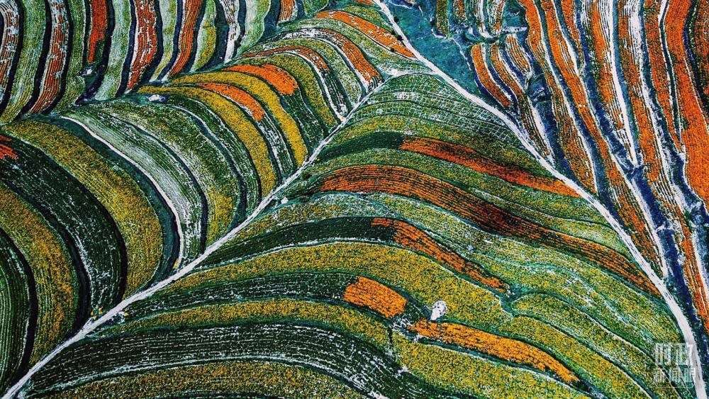 寧夏彭陽縣。萬壽菊與格?；ㄊ㈤_在錯(cuò)落的山間梯田上。（總臺(tái)國廣記者李晉拍攝）