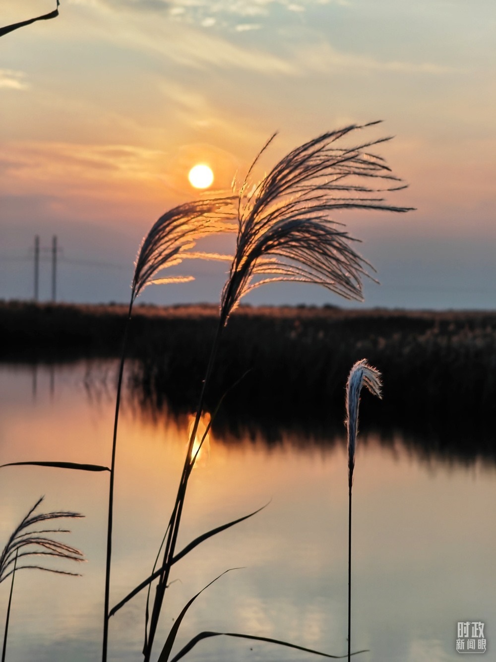 2021年10月，習(xí)近平赴山東東營考察黃河入?？凇｜S河三角洲濕地，蘆葦飄蕩。（總臺(tái)央視記者彭漢明拍攝）