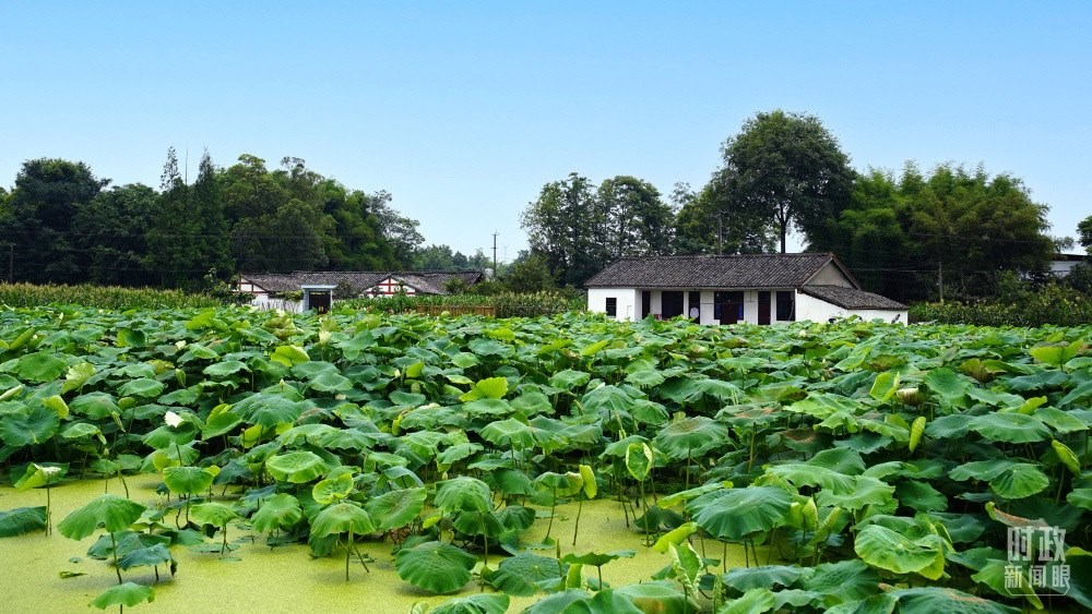 四川眉山，永豐村荷塘。2022年6月，習(xí)近平曾到此調(diào)研鄉(xiāng)村振興情況。（總臺(tái)央廣記者潘毅拍攝）