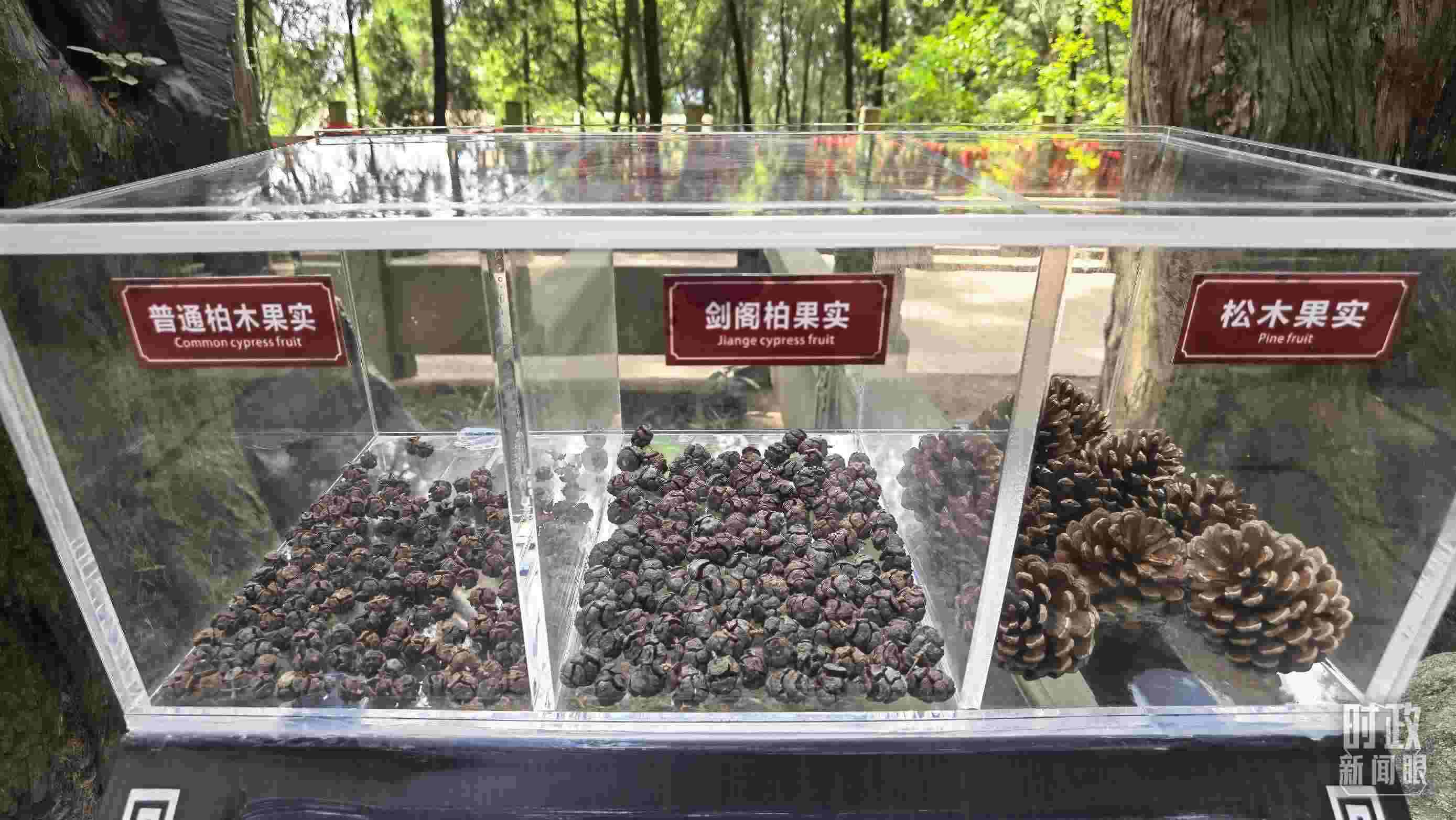 △翠云廊古蜀道，現(xiàn)場陳列的柏木和松木果實(shí)。（總臺央視記者石丞拍攝）