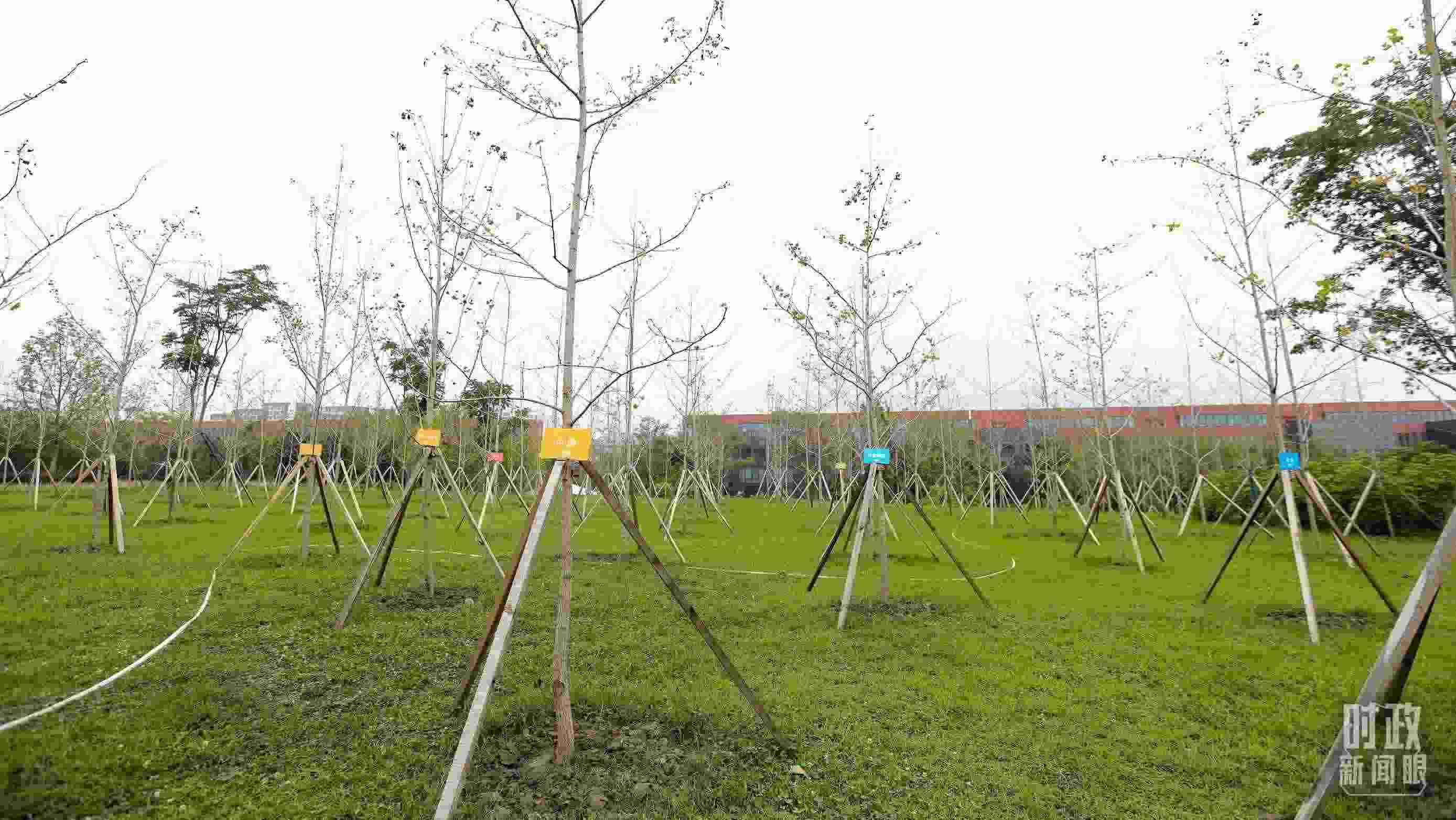 成都大運(yùn)村內(nèi)專門種植了友誼林，各國代表團(tuán)都可認(rèn)領(lǐng)。