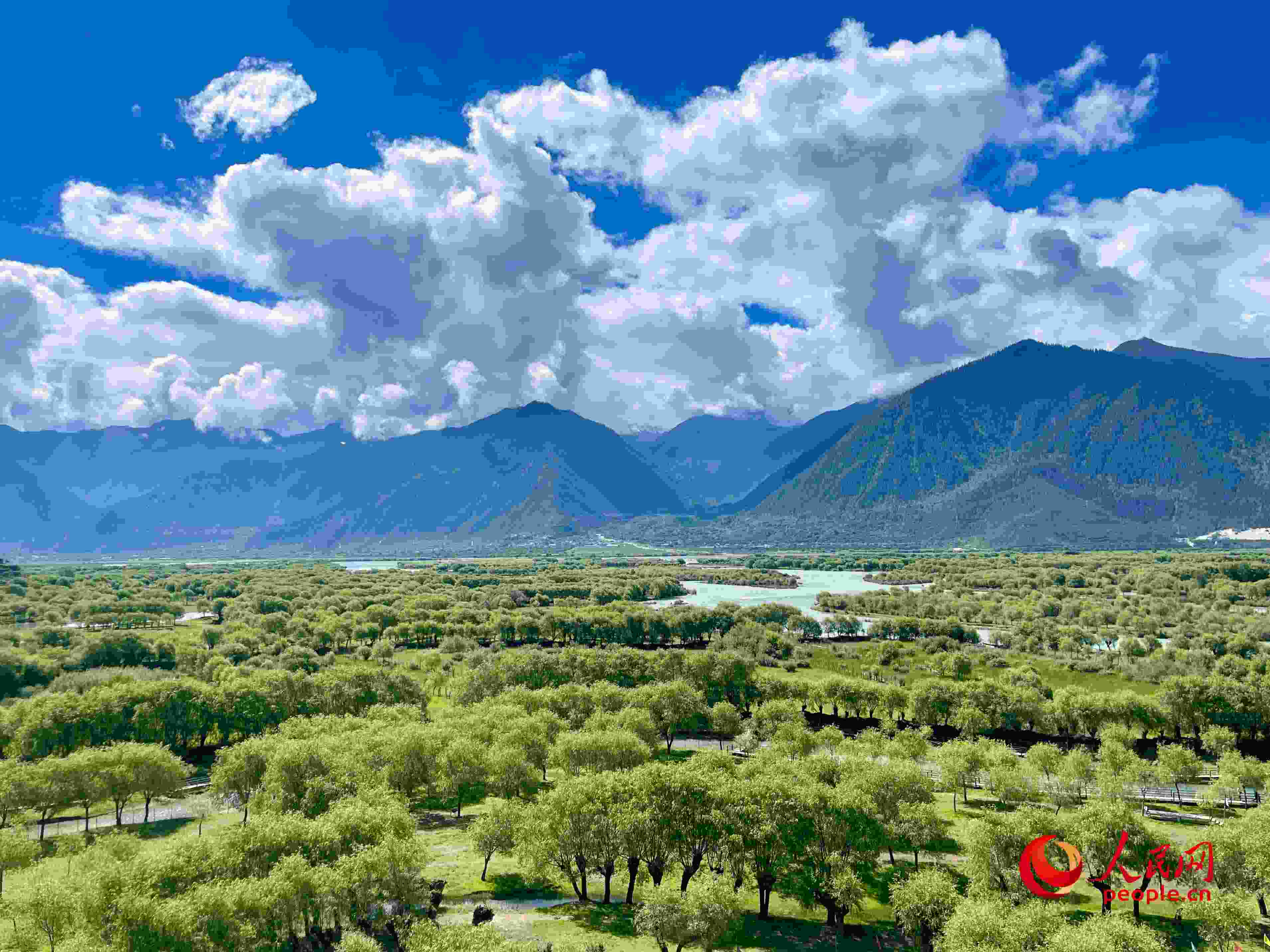 夏日的雅尼國家濕地公園生機盎然，如詩如畫。人民網(wǎng) 周靜圓攝