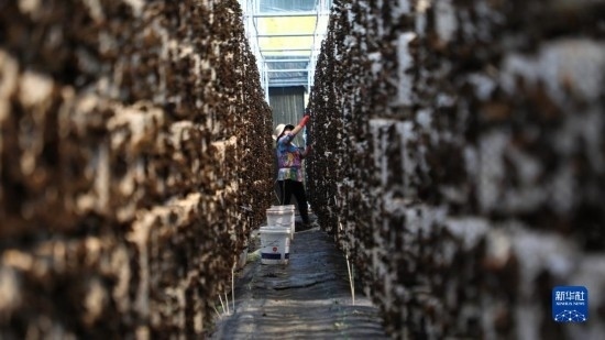 7月29日，在卓尼縣納浪鎮(zhèn)納浪村黑木耳種植基地，農(nóng)戶在采摘黑木耳。