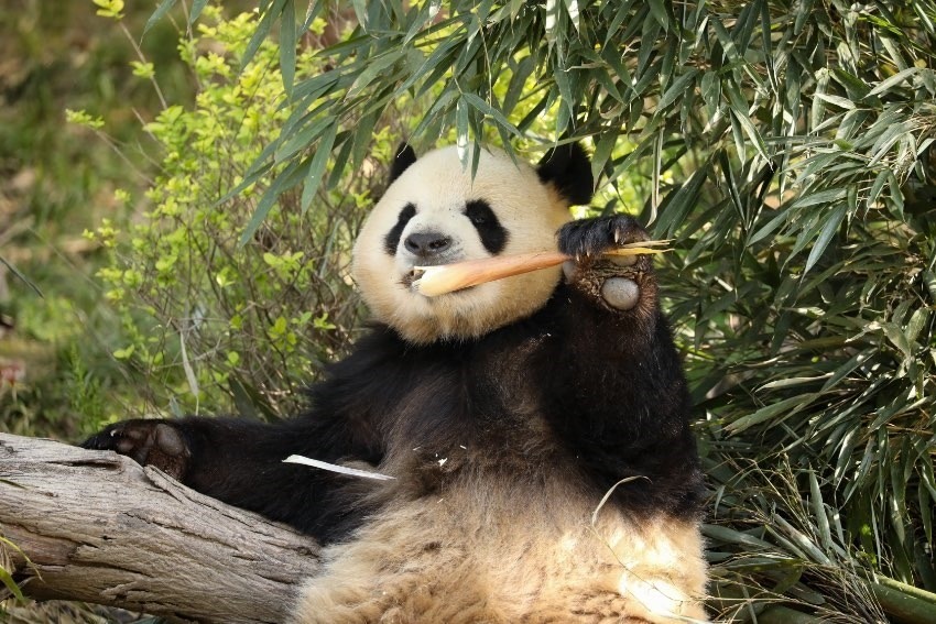 大熊貓“芝麻”。成都大熊貓繁育研究基地供圖