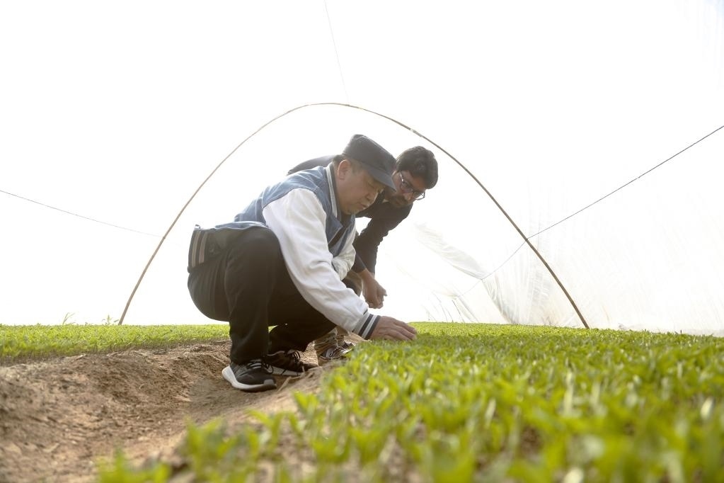巴基斯坦旁遮普省木爾坦的中巴辣椒訂單種植項目辣椒育苗大棚內(nèi)，中國農(nóng)業(yè)專家?guī)ьI(lǐng)巴基斯坦技術(shù)員查看辣椒秧苗生長情況。