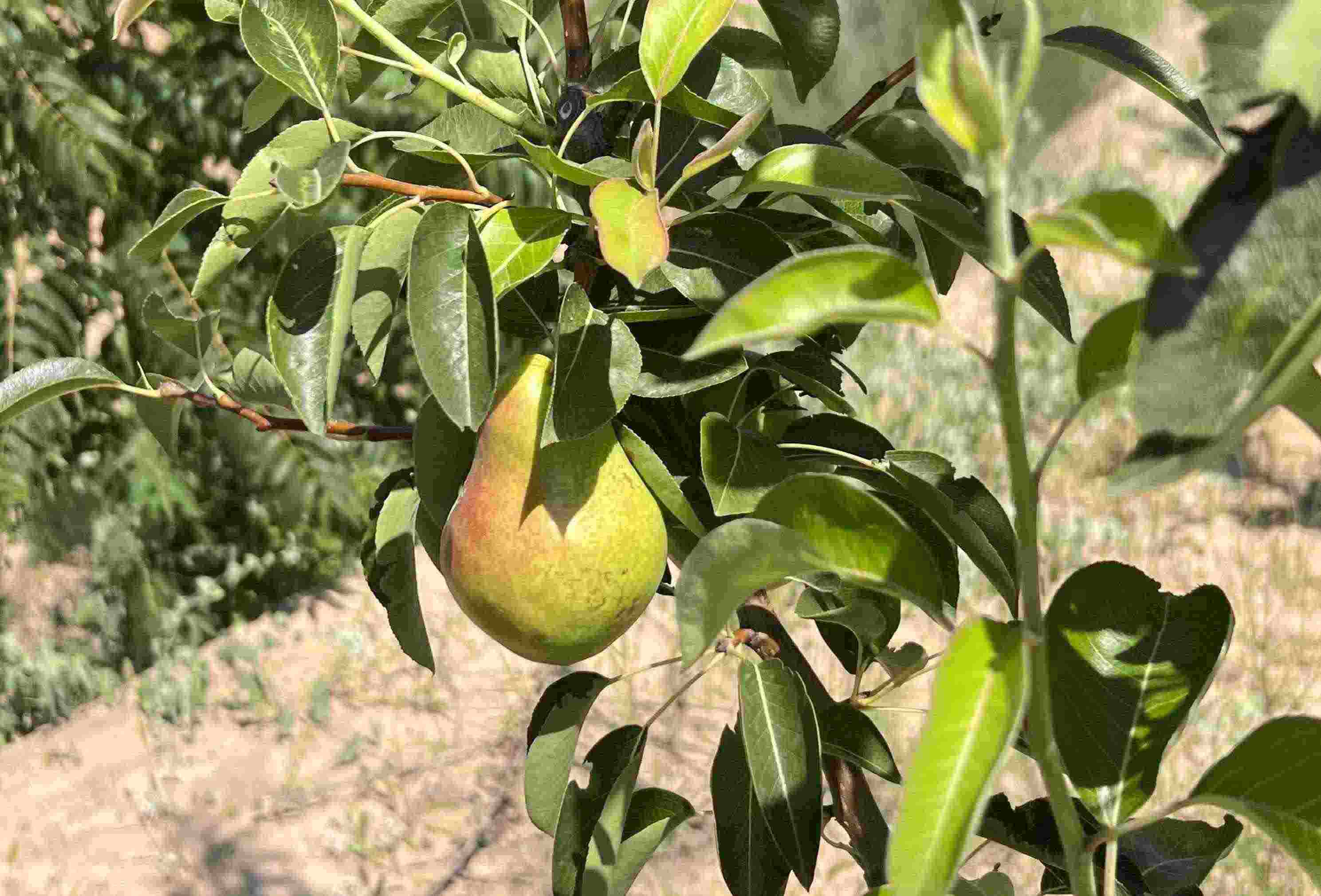 青梨基地果樹上的幼果。人民網(wǎng)記者 王連香攝