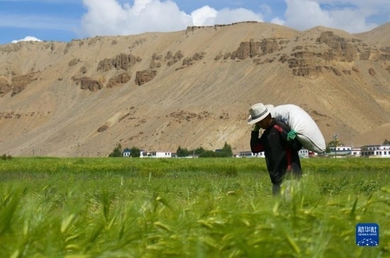 8月12日，西藏阿里地區(qū)普蘭縣赤德村村民在青稞田里勞作。