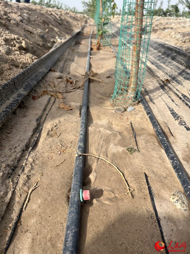 水肥一體化滴灌技術(shù)，可極大節(jié)約用水量。人民網(wǎng)記者 常雪梅攝