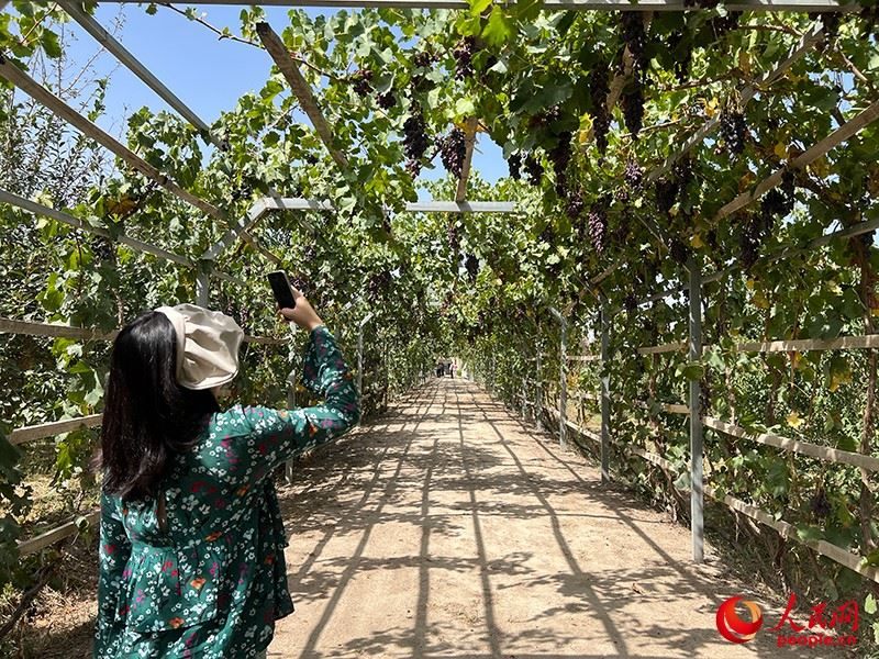 新疆閩龍達(dá)干果產(chǎn)業(yè)有限公司內(nèi)種植的葡萄。人民網(wǎng)記者 常雪梅攝