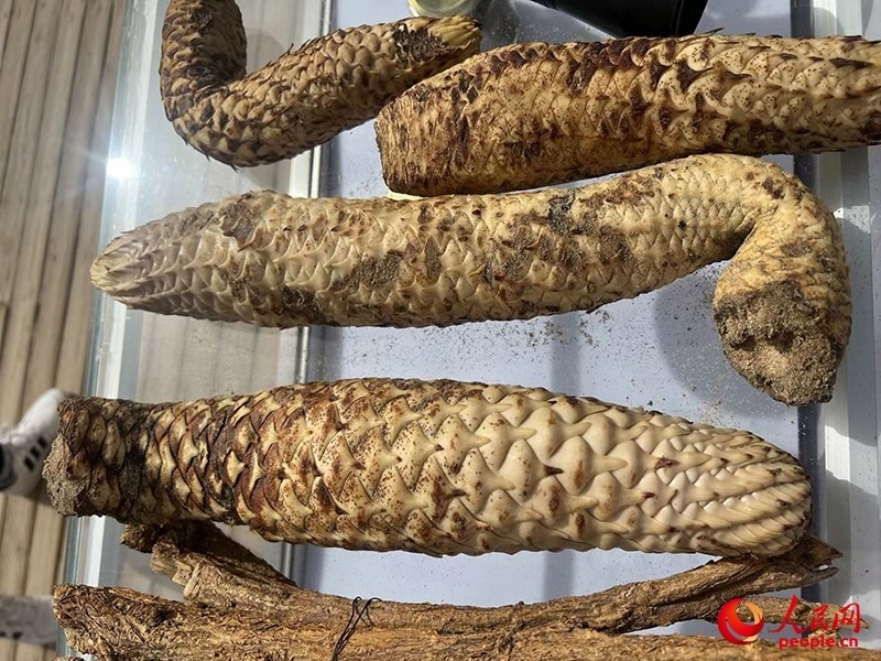 林下經(jīng)濟(jì)作物肉蓯蓉。人民網(wǎng)記者 常雪梅攝