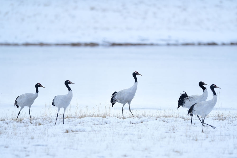 2021年10月21日在三江源國家公園黃河源園區(qū)內拍攝的黑頸鶴。新華社記者 張龍 攝