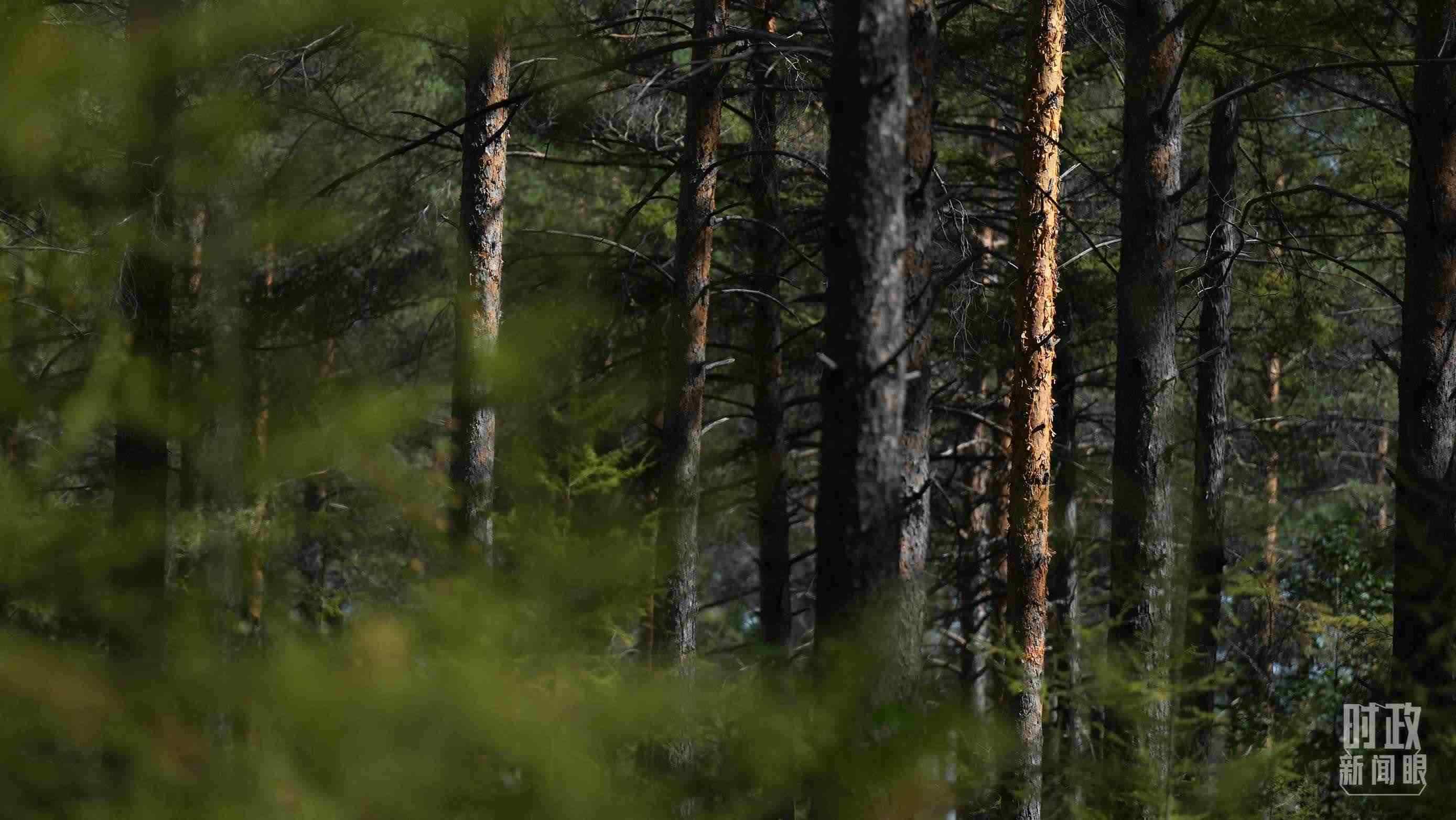 △漠河林場有天然林3.54萬公頃、蓄積量325.3萬立方米。（總臺國廣記者李晉拍攝）