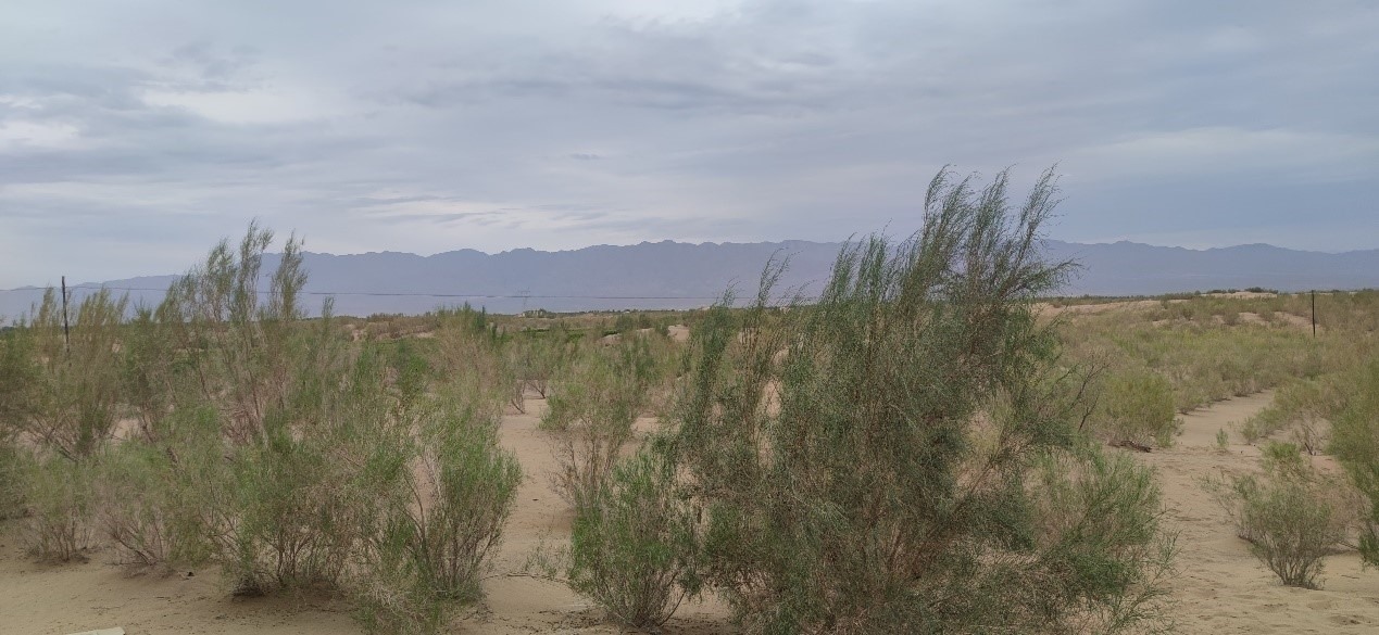 曾經(jīng)的荒漠現(xiàn)已被大面積梭梭林覆蓋。張璐璐 攝