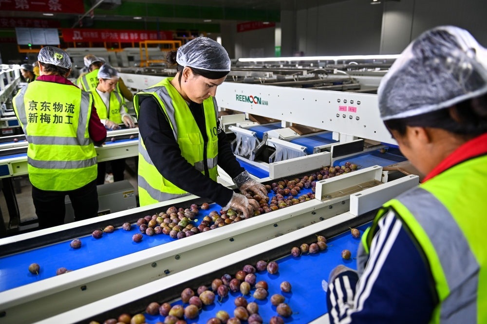 在新疆伽師縣粵伽新梅產(chǎn)業(yè)園內(nèi)的京東物流新疆智能供應(yīng)鏈中心，員工在智能分揀線檢查分選好的新梅（2023年8月30日攝）。新華社記者 丁磊 攝
