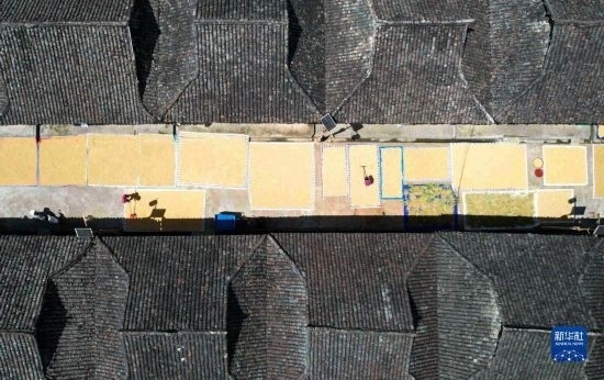 9月16日，在貴州省黔東南苗族侗族自治州從江縣加勉鄉(xiāng)污扣村，村民在晾曬稻谷（無人機(jī)照片）。