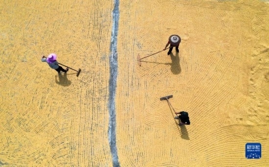 9月16日，湖南省郴州市桂陽縣流峰鎮(zhèn)農(nóng)民在晾曬稻谷（無人機(jī)照片）。