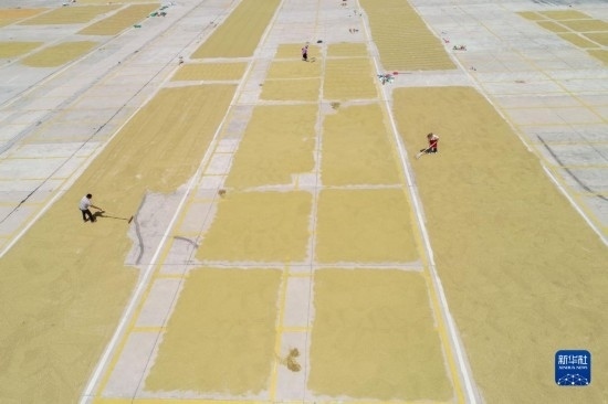 9月16日，村民在貴州省黔東南苗族侗族自治州丹寨縣金泉街道晾曬稻谷（無人機(jī)照片）。