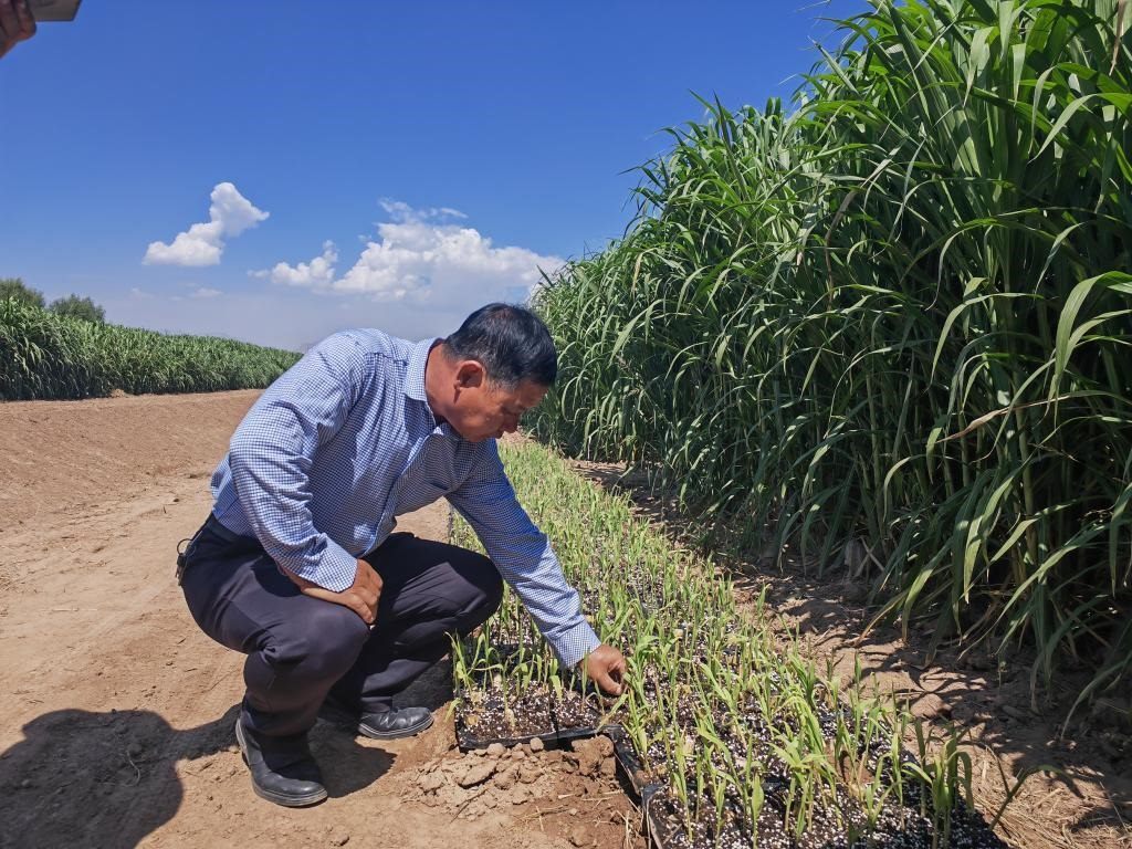 高級農藝師周興德向記者介紹巨菌草幼苗（2023年9月1日攝）。新華社記者馬麗娟 攝