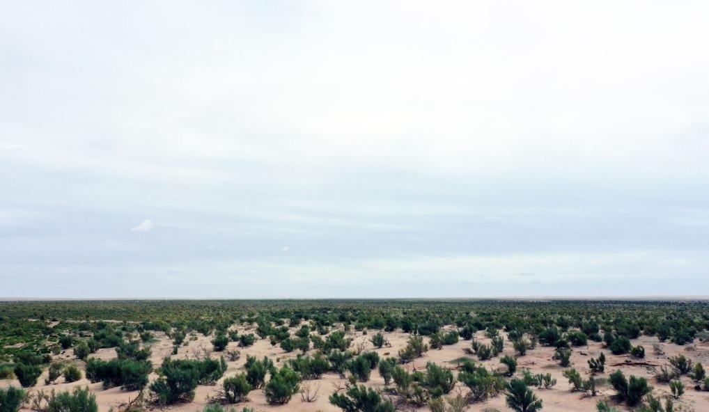 經過封禁保護和人工種植梭梭后恢復綠色的草場（2023年9月12日攝）。新華社記者李云平 攝