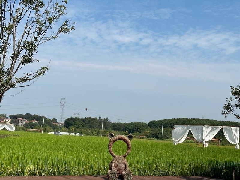 林語未來村打造農(nóng)家畈田園綜合體。人民網(wǎng) 王紹紹攝