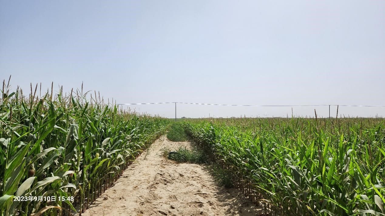 玉米改良40天后對(duì)比（左邊為改良組，右邊為對(duì)照組）。胡樹(shù)文團(tuán)隊(duì)供圖